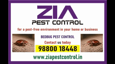 Zia Pest Control Services: Effective Bed Bug Solutions | Pest-Free Living Guaranteed